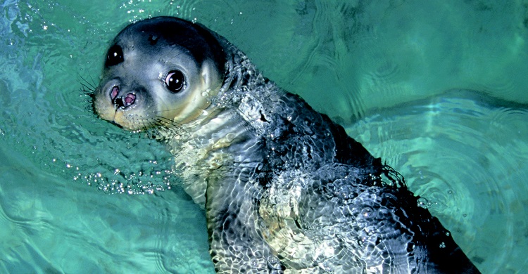 MoU on the Mediterranean Monk Seal