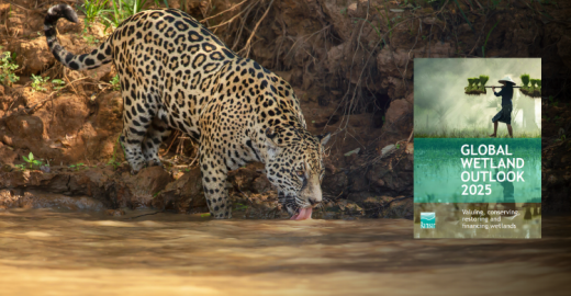 Close up of a Jaguar drinking water on a river bank, North Pantanal, Brazil. Photo by Giedrius Stakauskas. Cover of the Global Wetland Outlook 2025 Report